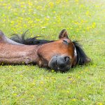 ホロサウ　怠け者　心理　アスペクト　やる気スイッチ　かわいい　馬　寝る