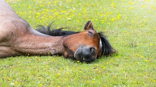 ホロサウ　怠け者　心理　アスペクト　やる気スイッチ　かわいい　馬　寝る