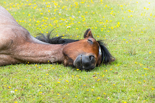 ホロサウ　怠け者　心理　アスペクト　やる気スイッチ　かわいい　馬　寝る