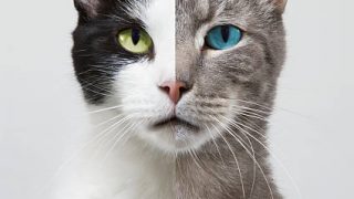 ほろさう　双子座　二面性　シャイ　粋　情報　伝達　天才