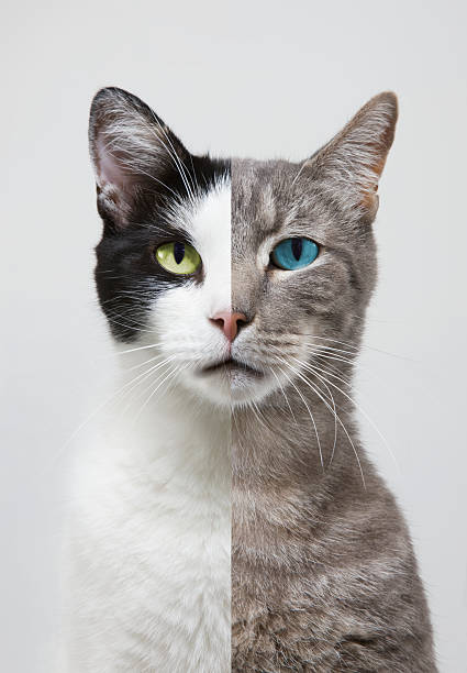 ほろさう　双子座　二面性　シャイ　粋　情報　伝達　天才