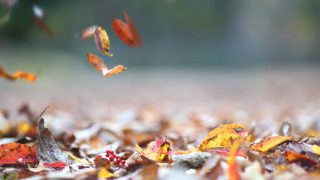 ほろさう　占い　占星術　11月　人間関係　悩み　恋活　婚活　恋愛　夫婦　仕事　天職　適職　性格　相性