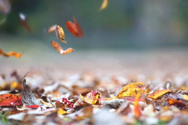 ほろさう　占い　占星術　11月　人間関係　悩み　恋活　婚活　恋愛　夫婦　仕事　天職　適職　性格　相性