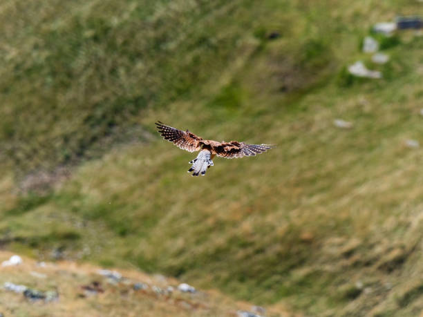 ほろさう　鳥瞰　俯瞰　ホロスコープ　30度　ピュアな度数　涙の度数　星座　星占い　足るを知る