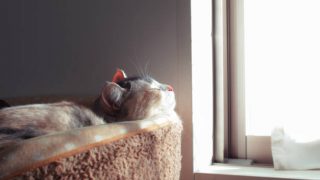 ほろさう　生き方　幸せ　ヒント　哲学　猫　学び　自由　リラックス