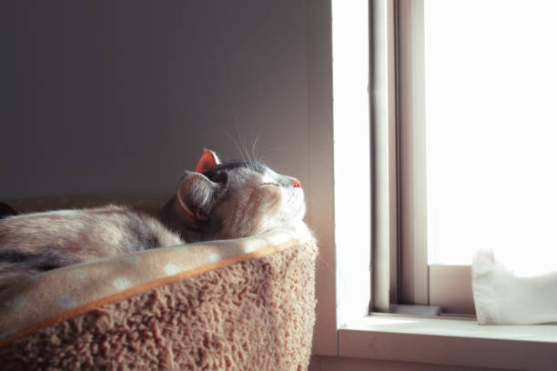 ほろさう　生き方　幸せ　ヒント　哲学　猫　学び　自由　リラックス