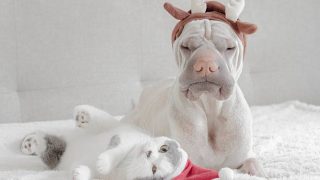 ほろさう　占い　占星術　12月　人間関係　悩み　恋活　婚活　恋愛　夫婦　仕事　天職　適職　性格　相性