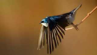 さう　射手座新月　皆既日食　スタート　始まり　イメージ　クリエイト　風の時代　地の時代　個