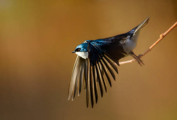 さう　射手座新月　皆既日食　スタート　始まり　イメージ　クリエイト　風の時代　地の時代　個