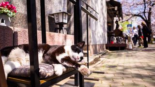 さう　座布団　グレコン　射手座新月　牡牛座　水瓶座　活用法　木星　土星　リリス　天王星　冥王星　火星　アスペクト　猫　寝る