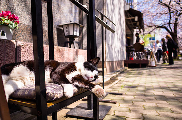 さう　座布団　グレコン　射手座新月　牡牛座　水瓶座　活用法　木星　土星　リリス　天王星　冥王星　火星　アスペクト　猫　寝る