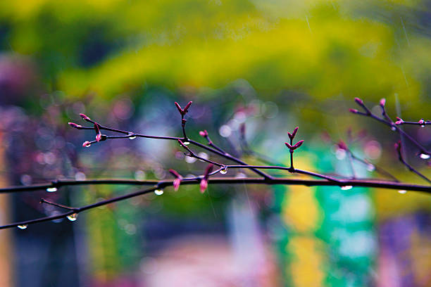 ほろさう　さう　ホロスコープ　占星術　共鳴　神社　雨　鳥居　心　浄化