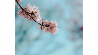 土季節　自分軸　心得え　ほろさう　さう　ホロスコープ　占星術　心理　心　流星　星　相性　恋愛　結婚　夫婦　人生　生き方　自然　桜　さくら　春