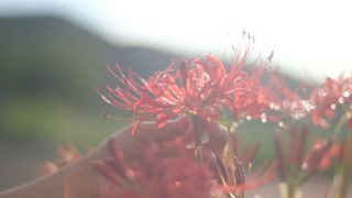 ほろさう　さう　ホロスコープ　占星術　心理　心　流星　星　相性　恋愛　結婚　夫婦　人生　魚座　解放　感情　お彼岸　彼岸　出会い　別れ　神秘　糸