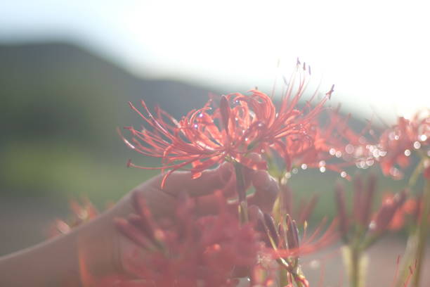 ほろさう　さう　ホロスコープ　占星術　心理　心　流星　星　相性　恋愛　結婚　夫婦　人生　魚座　解放　感情　お彼岸　彼岸　出会い　別れ　神秘　糸