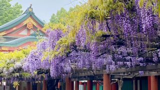 さう　ほろさう　風星座　占い　占星術　４月　人間関係　悩み　恋活　婚活　恋愛　夫婦　仕事　天職　適職　性格　相性　藤棚　藤　日枝神社　神社　参拝