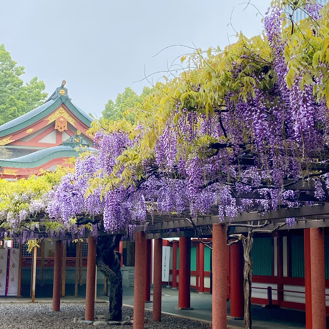 さう　ほろさう　風星座　占い　占星術　４月　人間関係　悩み　恋活　婚活　恋愛　夫婦　仕事　天職　適職　性格　相性　藤棚　藤　日枝神社　神社　参拝