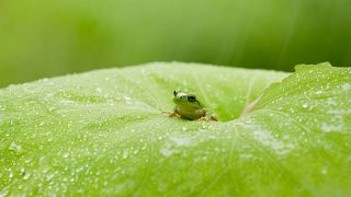 さう ほろさう 風星座 占い 占星術 6月 人間関係 悩み 恋活 婚活 恋愛 夫婦 仕事 天職 適職 性格 相性 梅雨 寅月