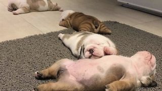 さう　ほろさう　風星座　占い　占星術　人間関係　悩み　恋活　婚活　恋愛　夫婦　仕事　天職　適職　性格　相性　ハウス　インターセプト　空　子犬　カワイイ