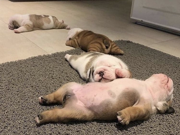 さう　ほろさう　風星座　占い　占星術　人間関係　悩み　恋活　婚活　恋愛　夫婦　仕事　天職　適職　性格　相性　ハウス　インターセプト　空　子犬　カワイイ